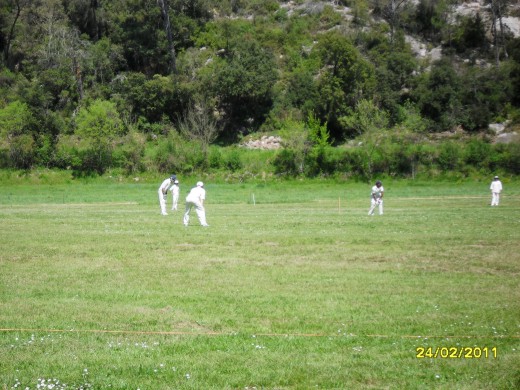 cricket3.jpg